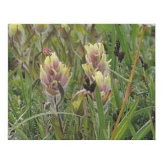 Alpine flower photo print - Western Paintbrush