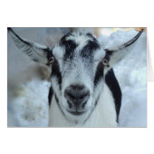 Alpine goat card (Front Horizontal)