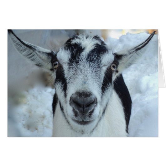 Alpine goat card (Front Horizontal)