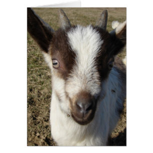 Alpine Goat Kid Cards