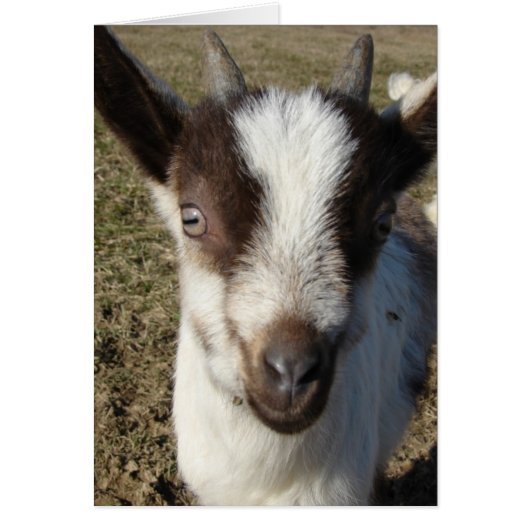 Alpine Goat Kid Cards (Front)