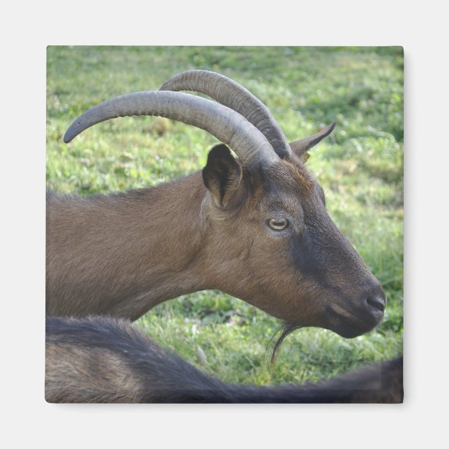 Alpine goat magnet (Front)