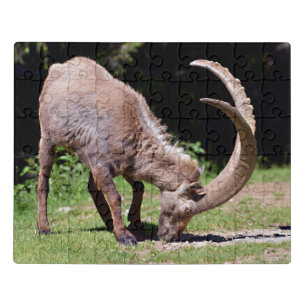 Alpine ibex grazing postcard T-Shirt Square Sticke Jigsaw Puzzle