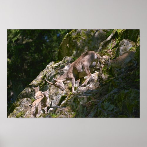 Alpine ibex in the mountain poster