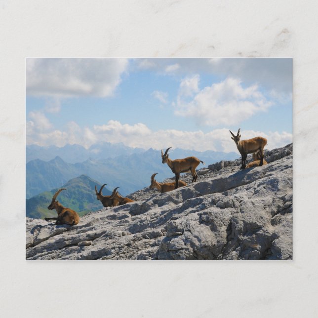 Alpine Ibex Wild Mountain Goats Postcard (Front)