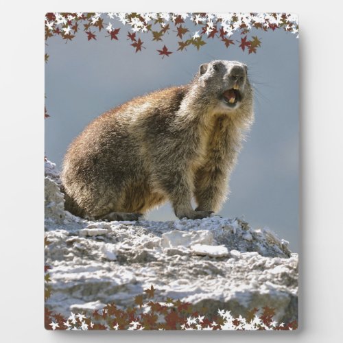 Alpine marmot in leaves frame