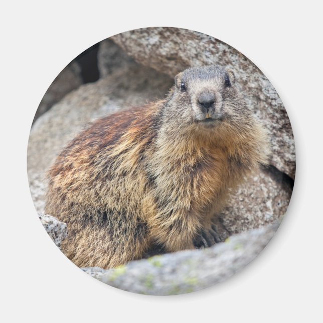 Alpine Marmot Magnet (Front)