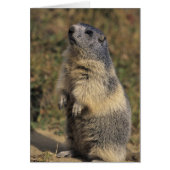 Alpine Marmot, Marmota marmota, adult standing (Front)