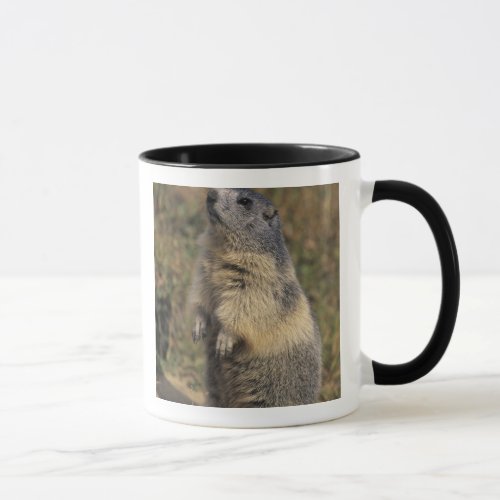 Alpine Marmot Marmota marmota adult standing Mug