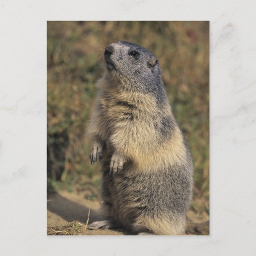Alpine Marmot Marmota marmota adult standing Postcard