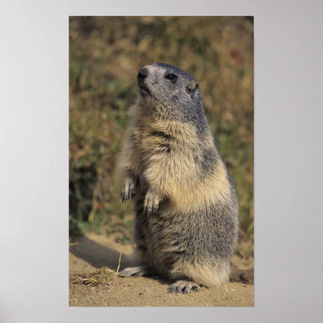 Alpine Marmot, Marmota marmota, adult standing Poster Zazzle