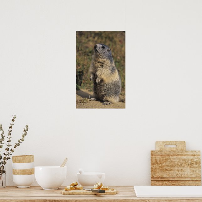 Alpine Marmot, Marmota marmota, adult standing Poster Zazzle