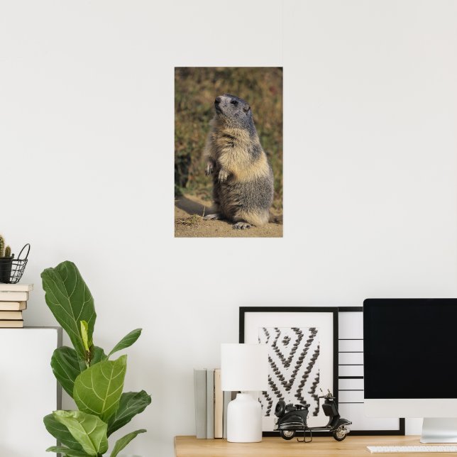 Alpine Marmot, Marmota marmota, adult standing Poster Zazzle