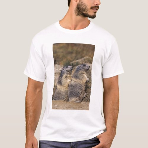 Alpine Marmot Marmota marmota adults Saas T_Shirt