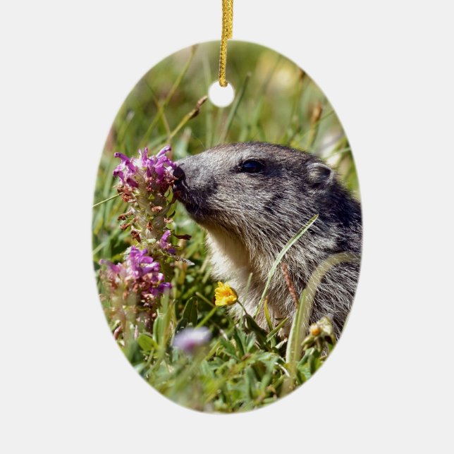 Alpine marmot near flower ceramic ornament (Front)
