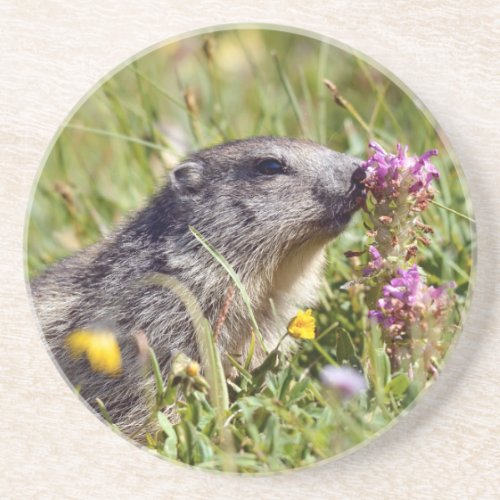 Alpine marmot near flower coaster
