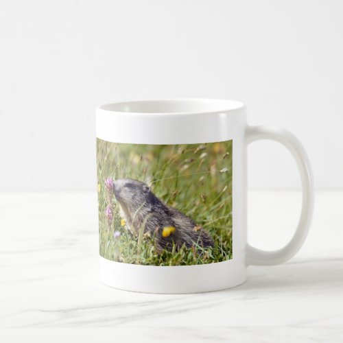 Alpine marmot near flower coffee mug