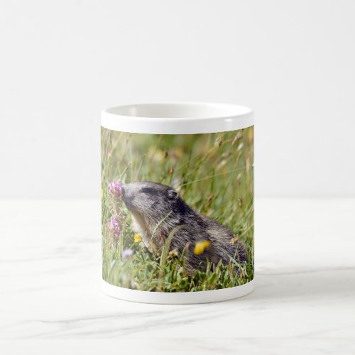 Alpine marmot near flower coffee mug