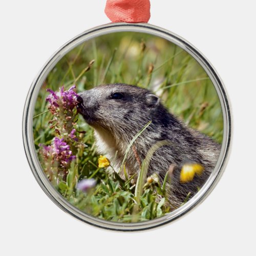 Alpine marmot near flower metal ornament