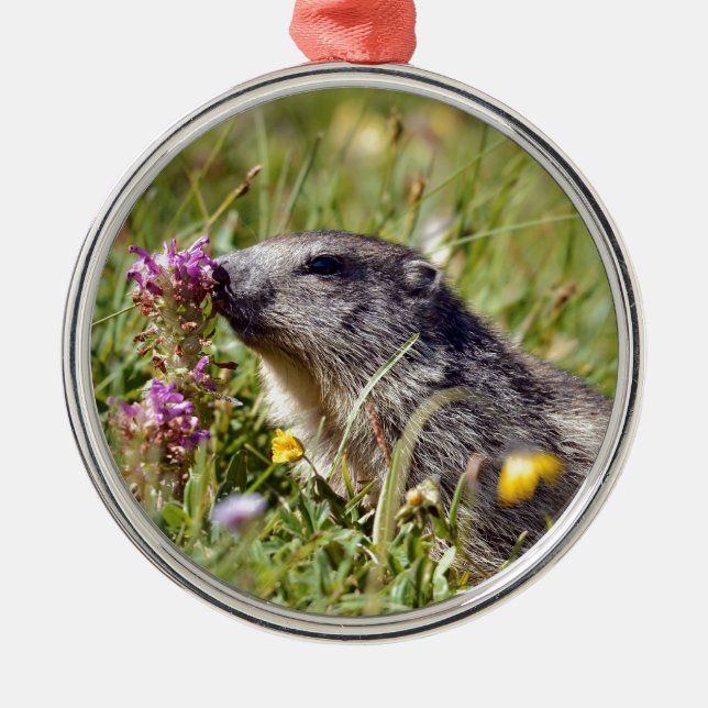 Alpine marmot near flower metal ornament (Front)