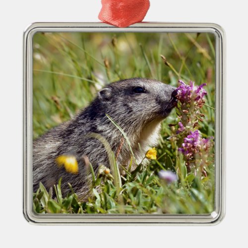 Alpine marmot near flower metal ornament
