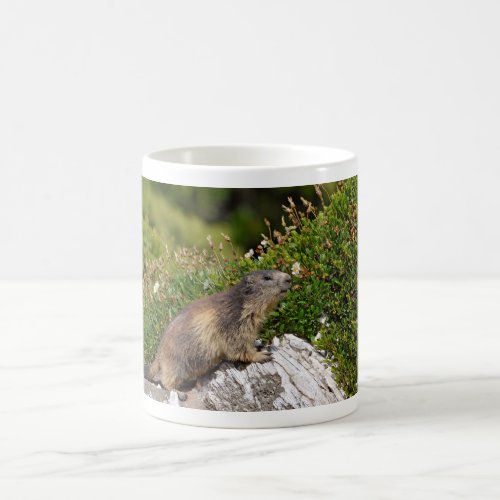 Alpine marmot on rock coffee mug