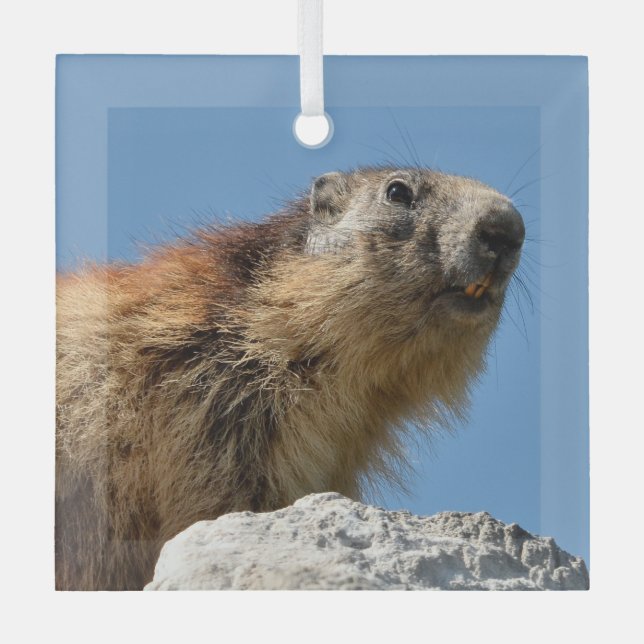Alpine marmot on rock glass ornament (Front)