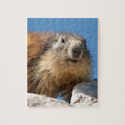Alpine marmot on rock jigsaw puzzle