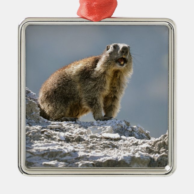 Alpine marmot on rock metal ornament (Front)