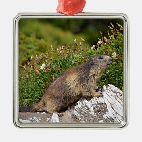 Alpine marmot on rock metal ornament