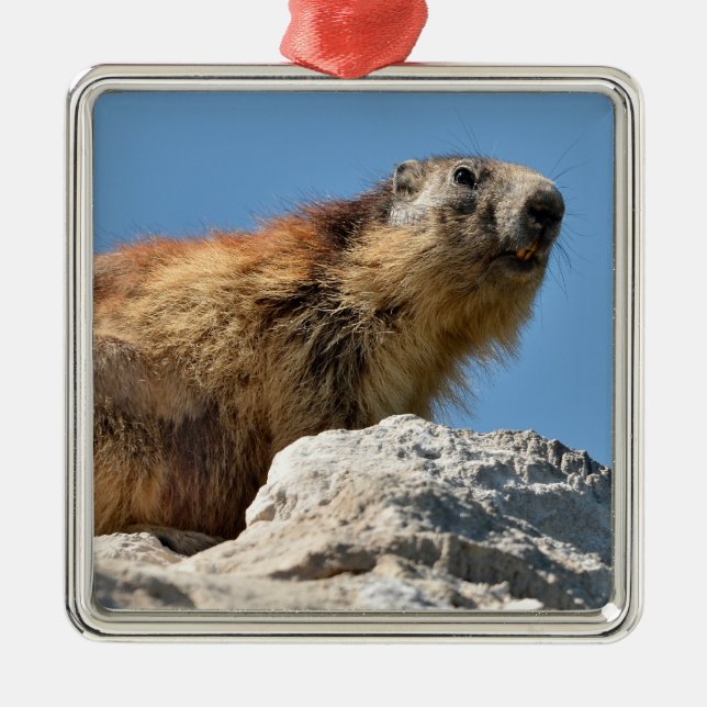 Alpine marmot on rock metal ornament (Front)