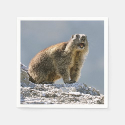 Alpine marmot on rock napkins