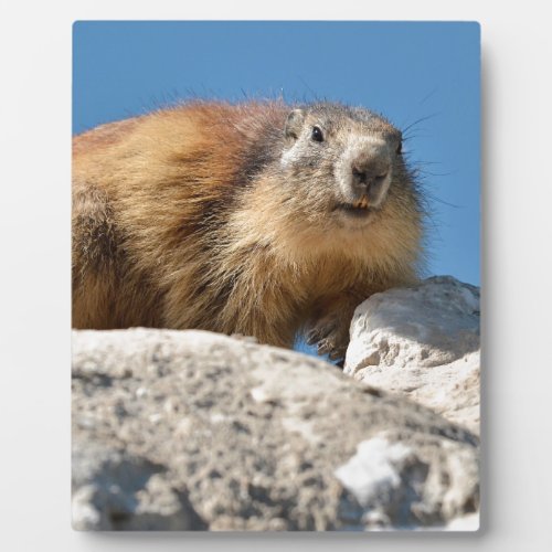 Alpine marmot on rock plaque