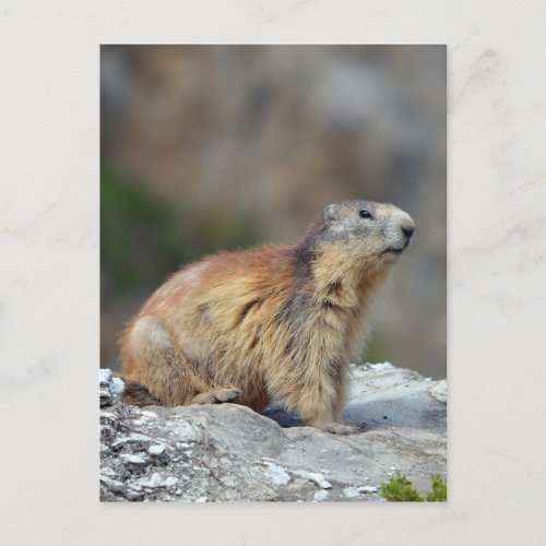 Alpine marmot on rock postcard