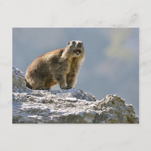 Alpine marmot on rock postcard