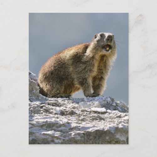 Alpine marmot on rock postcard