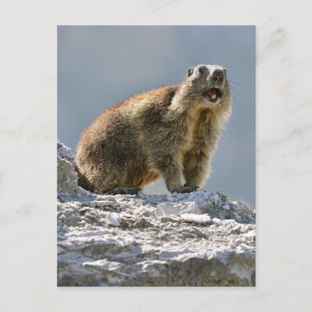 Alpine marmot on rock postcard (Front)