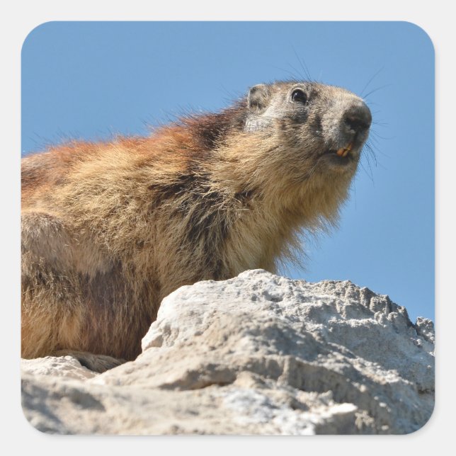 Alpine marmot on rock square sticker (Front)