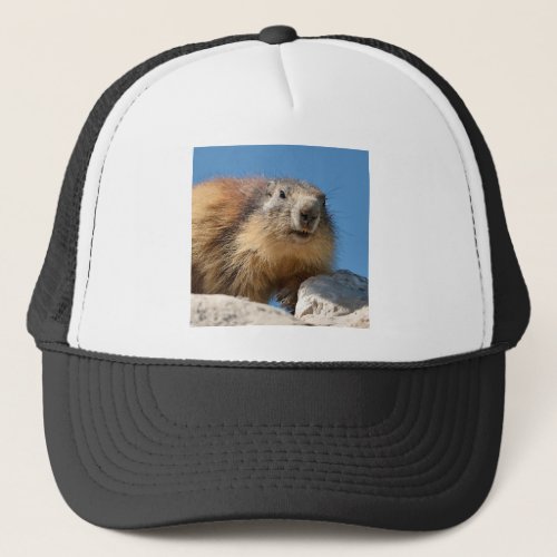 Alpine marmot on rock trucker hat