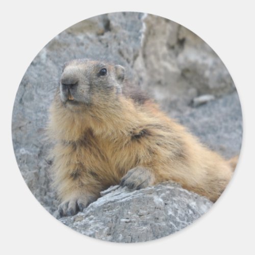 Alpine marmot on the roch classic round sticker