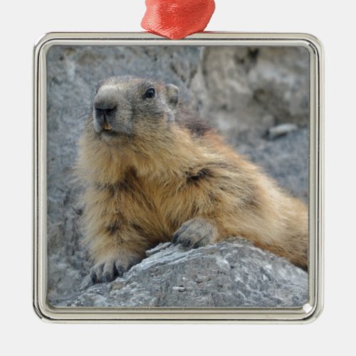 Alpine marmot on the roch metal ornament