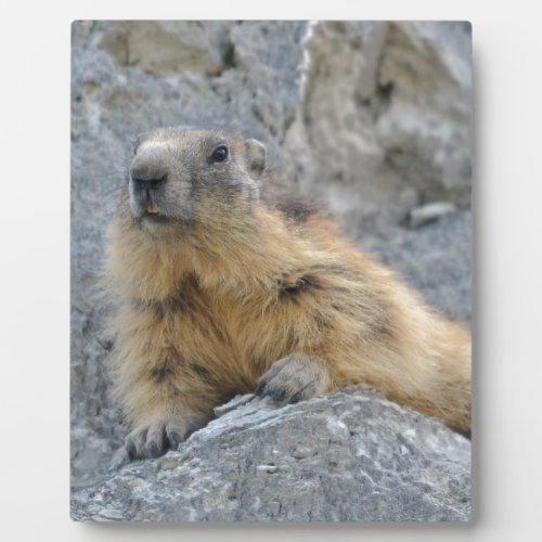 Alpine marmot on the roch plaque