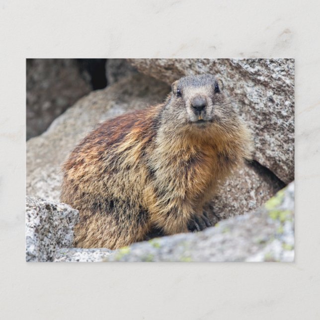 Alpine Marmot Postcard (Front)