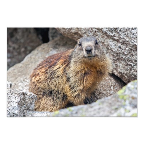 Alpine Marmot Print