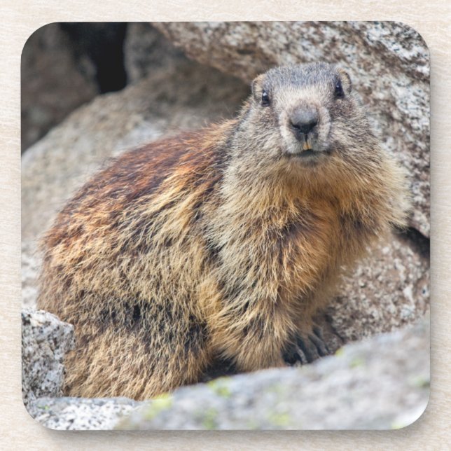 Alpine Marmot Set of 6 Coasters (Front)
