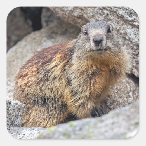 Alpine Marmot Sticker