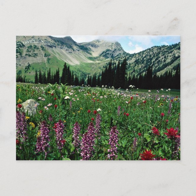 Alpine meadow in the Pasayten Wilderness, Californ Postcard (Front)