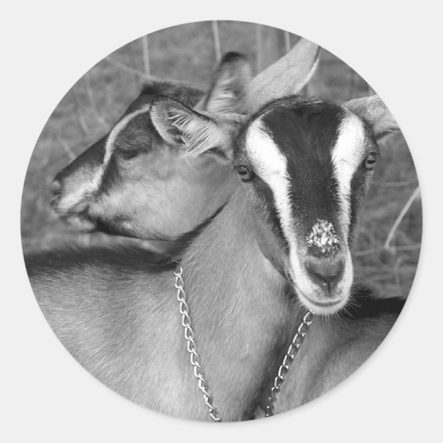 Alpine/Oberhasli goat does sisters photograph bw Classic Round Sticker (Front)
