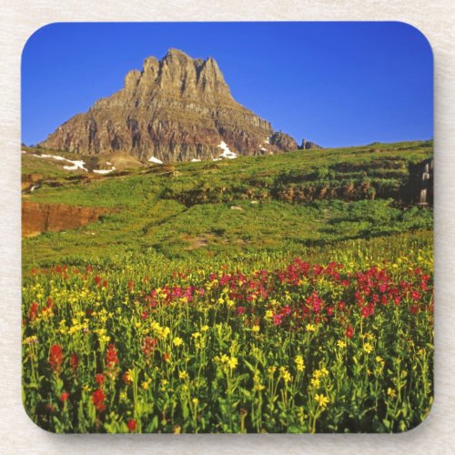 Alpine wildflowers at Logan Pass in Glacier Coaster