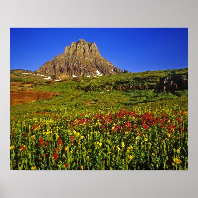 Alpine wildflowers at Logan Pass in Glacier Poster (Front)